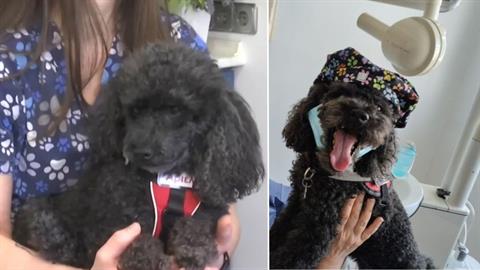 Θεσσαλονίκη: σκυλίτσα που είχαν παρατήσει σε κάδο έγινε βοηθός οδοντιάτρου!